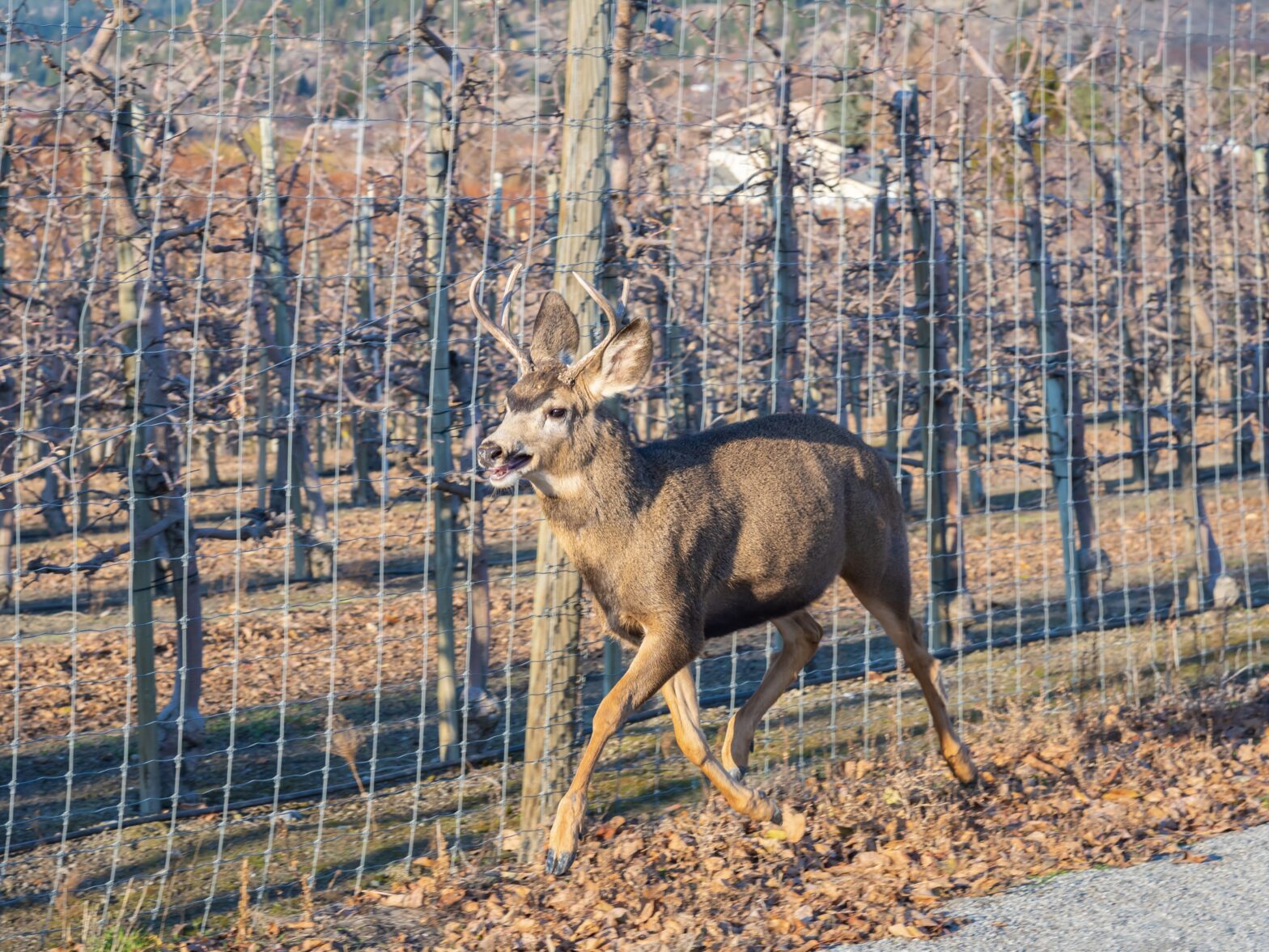 Photo of a deer fence from a Westchester County New York fencing contractor